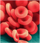 Video on Red Blood Cells