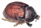 Cochineal beetle - Biology
