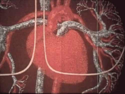 heart anatomy set to music heart flow