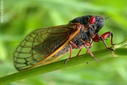 cicada