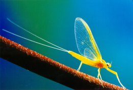 Mayfly - Wikipedia Link