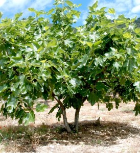 fig-tree